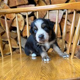 Lucky - Black tri-color male Australian Shepherd puppy in Hillsboro, Oregon from A&D Australian Shepherds