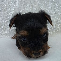 Hero - Black and tan male Yorkshire Terrier puppy in Haines City, Florida from MF_Yorkies