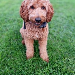 Sky - Labradoodle