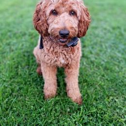 Sky - Labradoodle