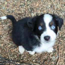 Merry - Black tri-color female Australian Shepherd puppy in Washington from Arbor hill Australian Shepherds