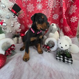 Pink - Black and rust female Doberman Pinscher puppy in Anderson, Indiana from Legendary Kennels