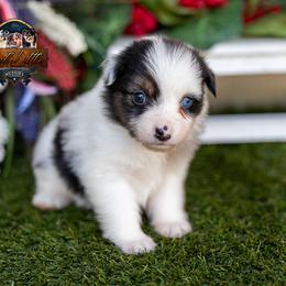 Jewel - Blue merle female Miniature American Shepherd puppy in Granbury, Texas from Best Little Aussies