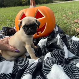 Magnolia - Cream female Pug puppy in Yellville, Arkansas from Ozark Mountain Doodles & Pugs