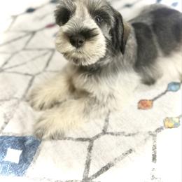 Lilah - Parti female Miniature Schnauzer puppy in Overton, Texas from Beards & Bows Schnauzer Farm