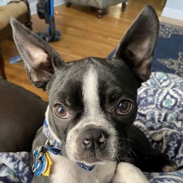 Boston Terriers from Avalon