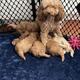 Poodle Puppies from Breahna Snay