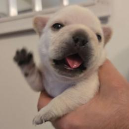 BonBon - Cream female French Bulldog puppy in Okmulgee, Oklahoma from Diamond Dreams French Bulldogs