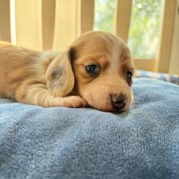 Butterscotch - Cream female Dachshund puppy in Temple, Texas from Brit’s Doxie Crossing