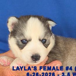 LAYLA'S FEMALE 4 - Gray and white female Siberian Husky puppy in Manilla, Iowa from Bruck's Siberian Huskies