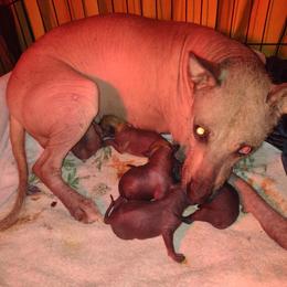 Pelona - Xoloitzcuintli