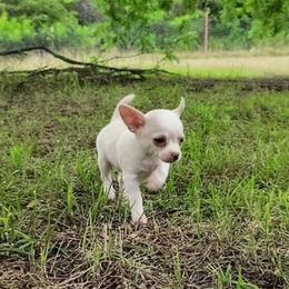 Pippin - Silver and white male Chihuahua puppy in Weatherford, Texas from Small and Mighty Chihuahuas