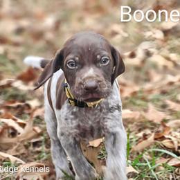 German Shorthaired Pointer Puppies from Jenny Ridge Kennels