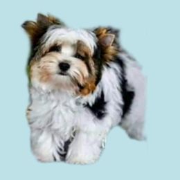 Biewer Terriers from Silver Belle Biewers