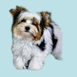 Biewer Terriers from Silver Belle Biewers