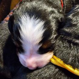 Red - Black rust and white male Bernese Mountain Dog puppy in Auburn, Washington from MSM Bernese Mountain Dogs