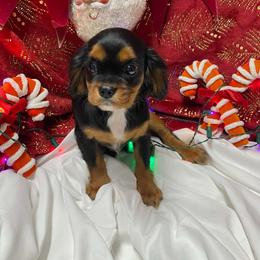 Calvin Jr - Black and tan male Cavalier King Charles Spaniel puppy in Las Vegas, Nevada from Faybelle's Cavaliers