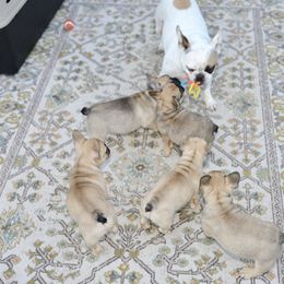 French Bulldog Puppies from Camp Fine Frenchies