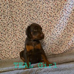 Teal - Red and rust female Doberman Pinscher puppy in Knox, Indiana from Double River Dobermans