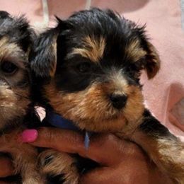 Yorkshire Terriers from Young's Puppies