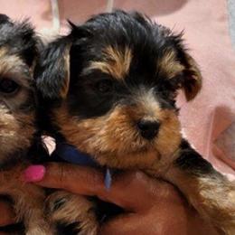 Yorkshire Terriers from Young's Puppies