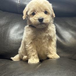 Baby black - Cream male Maltipoo puppy in Berea, Kentucky from Blair’s Furry Friends