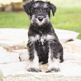 Boy 1 - Black and silver male Miniature Schnauzer puppy in Woodburn, Kentucky from Southern Kentucky Schnauzers