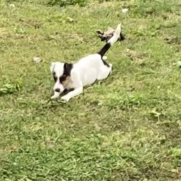 ‘Cambri’  Countess Cambrioleuse - White and black Russell Terrier puppy in Missouri from Royal Russells Ranch