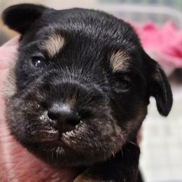 Girl 2 - female Miniature Schnauzer puppy in Blountville, Tennessee from Maxwell House Schnauzers