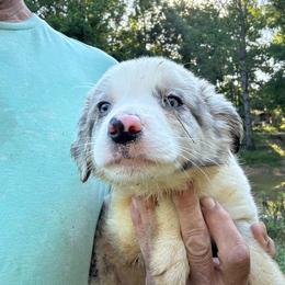 Steel - Slate merle male Border Collie puppy in Meridian, Mississippi from Border Hollow Border Collies