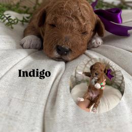 Indigo - Red  female Goldendoodle puppy in Huntington, Utah from Krispydoodle