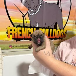 Red - Fawn male French Bulldog puppy in Plainview, Texas from The Kings Ransom French Bulldogs