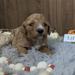 Poodle Puppies from Celestial Jewels Poodles