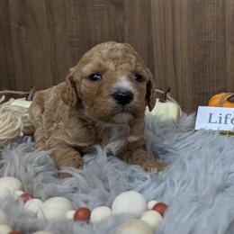 Poodle Puppies from Celestial Jewels Poodles