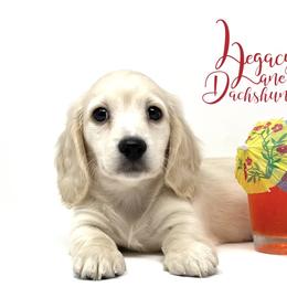Dachshund Puppies from Legacy Lane Dachshunds