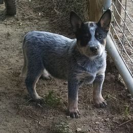 Australian Cattle Dog and Rottweiler Puppies from Koda Ranch