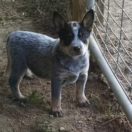 Australian Cattle Dog and Rottweiler Puppies from Koda Ranch