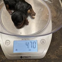 Girl 5 - Black and gold female Yorkshire Terrier puppy in Phoenix, Arizona from Coursey’s Yorkies