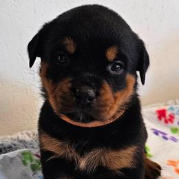 Female 3 orange - Black and rust female Rottweiler puppy in Aspers, Pennsylvania from Vom Uberlegenen Rottweilers