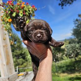 Boy 9 - Chocolate male Labrador Retriever puppy in Helena, Montana from Whistling Wings Retrievers, LLC.
