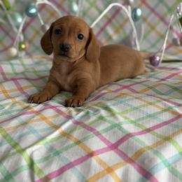 Dachshund Puppies from Breakfast Club Dachshunds