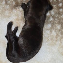 Brindle Lady - Brindle female Dachshund puppy in Barre, Massachusetts from Central Mass Dachshunds