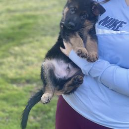 German Shepherd Puppies from MK German Shepherds LLC