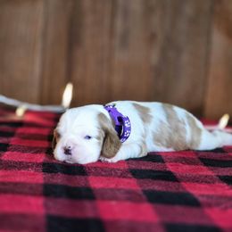 Belle - Blenheim female Cavalier King Charles Spaniel puppy in Preston, Maryland from Katie's Pups