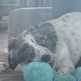 Australian Cattle Dogs and Miniature Australian Shepherds from Pointless Acres