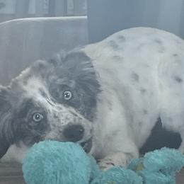 Australian Cattle Dogs and Miniature Australian Shepherds from Pointless Acres