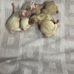 Boy 3 - Champagne male Maltipoo puppy in Cottondale, Florida from Pat’s precious puppies