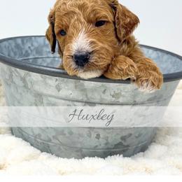 Huxley - Red  male Goldendoodle puppy in State Road, North Carolina from Must Love Doodles