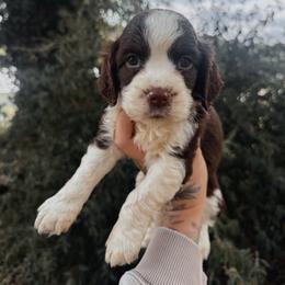 Papa - Liver and white male English Springer Spaniel puppy in Cookeville, Tennessee from Krossroads Kennel