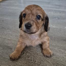 Bea - Sable female Dachshund puppy in Los Angeles, California from Sterling Dachshunds